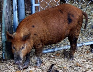 Daisy, not long after her arrival.