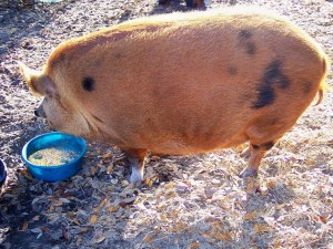 Daisy has come a long way in attitude and size since her arrival here.